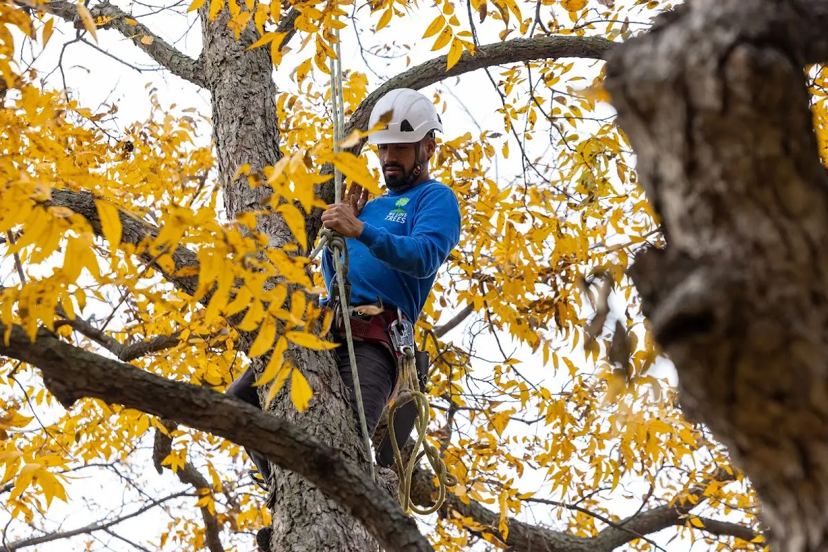 Skilled Tree Planing crew working in Readyville